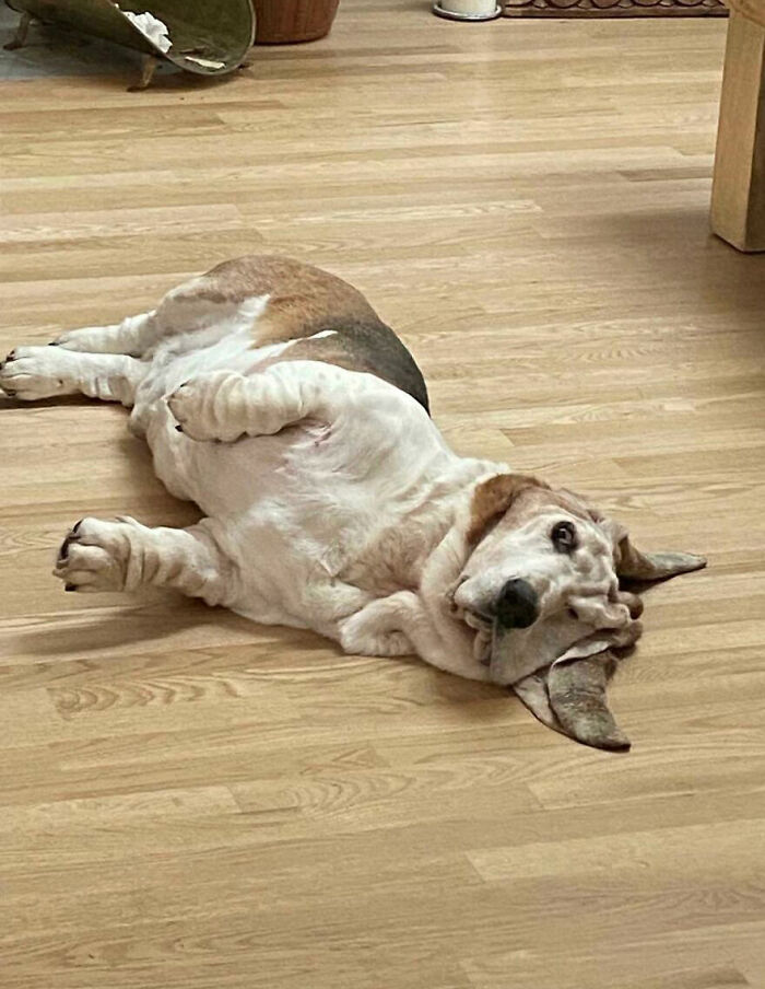 Se ha congelado con esta mirada desde que dejé de darle caricias