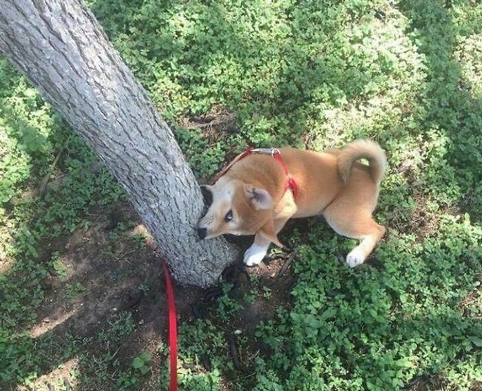 ¡Humano, te traeré el palo más grande!