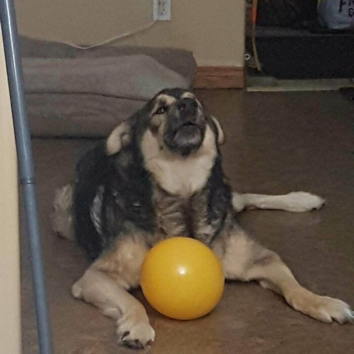 Rocky Loves Balloons. He’s Perfectly Gentle With Them, Carries Them By The Tie, And Can Keep Up A Game Of Pass