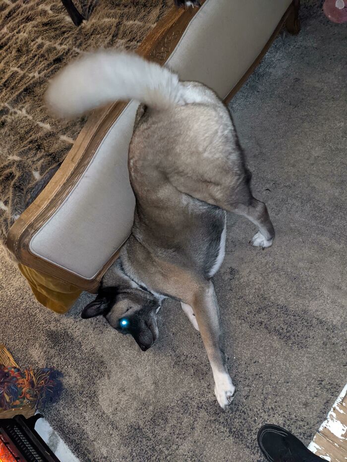 Why Does He Keep Offering Me His Arse When I Walk In The Room? Why? What Have I Done To Deserve This?