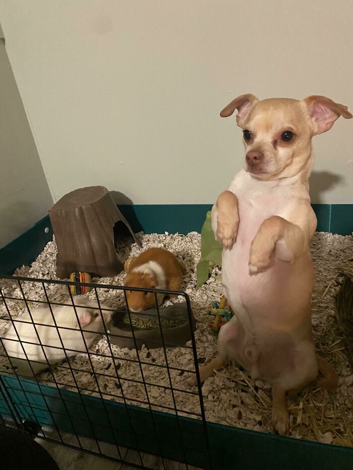 No recuerdo haber comprado una tercera cobaya