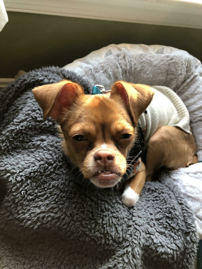 What A Real Gremlin Looks Like