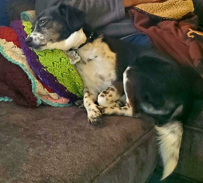 My Dog Looks Like Her Love Has Been Away At Sea For 90 Days, And She's Awaiting His Return