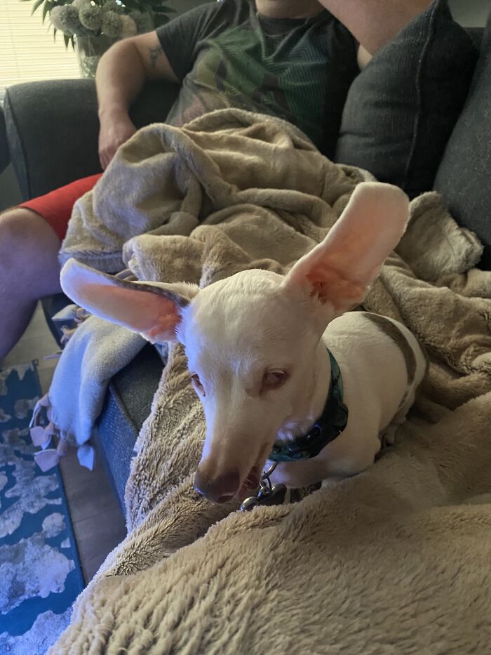 This Is Eyce. Eyce Is 10 Years Old. Eyce Really Wants A Taste Of My Pizza Even Though He’s Blind And Has No Teeth. He’s So Weird, But I Absolutely Adore Him 