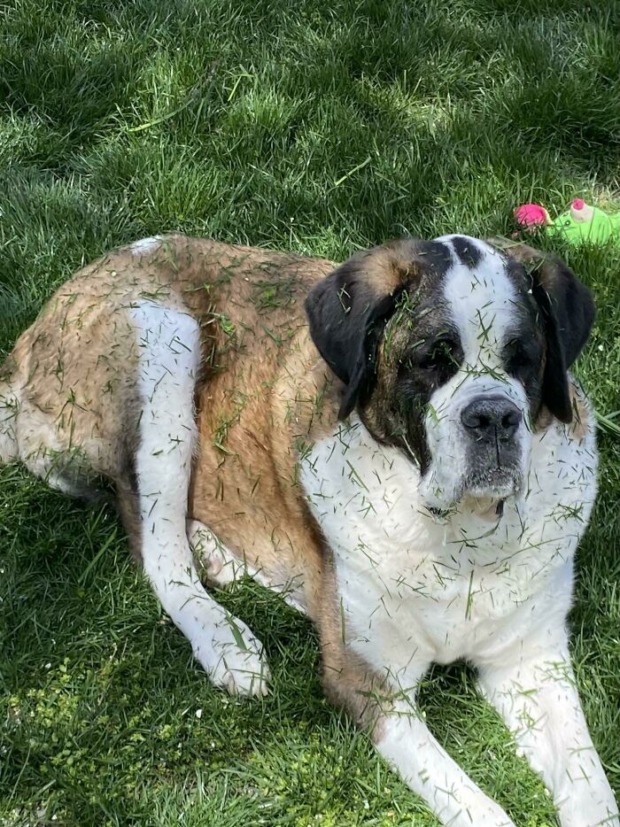 Cuando el cortacésped se acerca pero su perro es demasiado vago para moverse