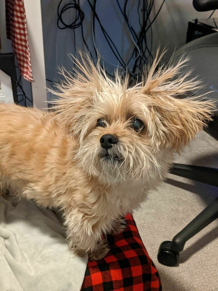 Desenterrada esta criatura de debajo de una manta de lana