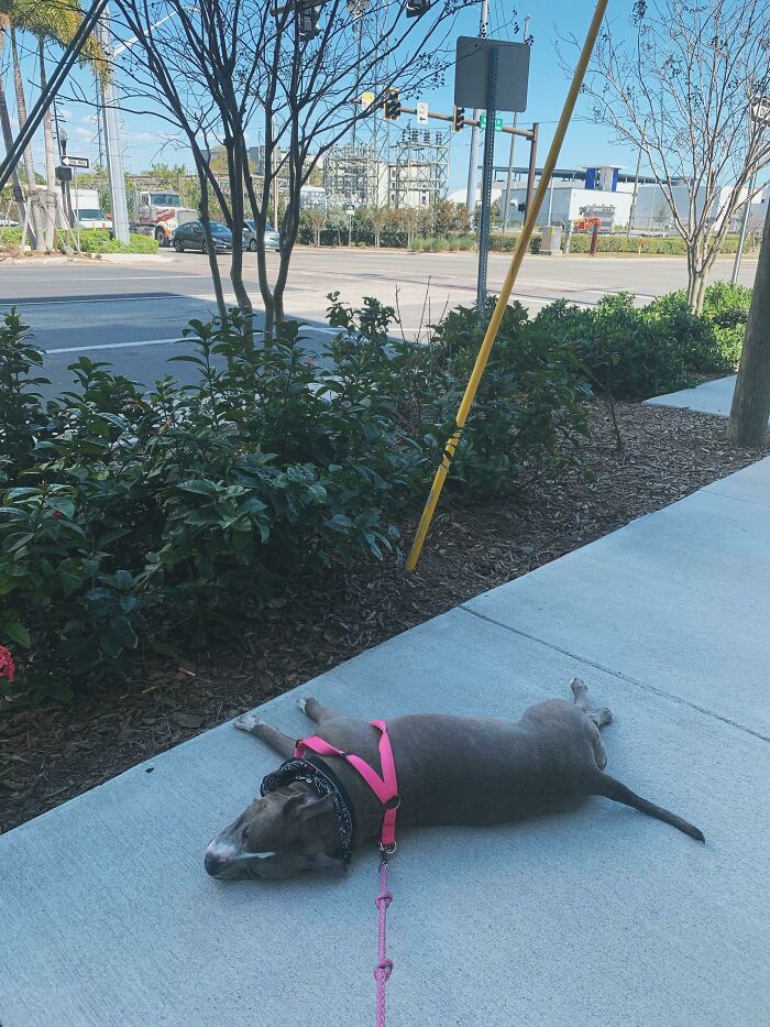 This Is My Dog, Pig. Pig Gave Up On Walking Downtown Today. Multiple Multiple Times. It Was Not A Long Walk. & Yes, I Had To Carry Pig A Few Times