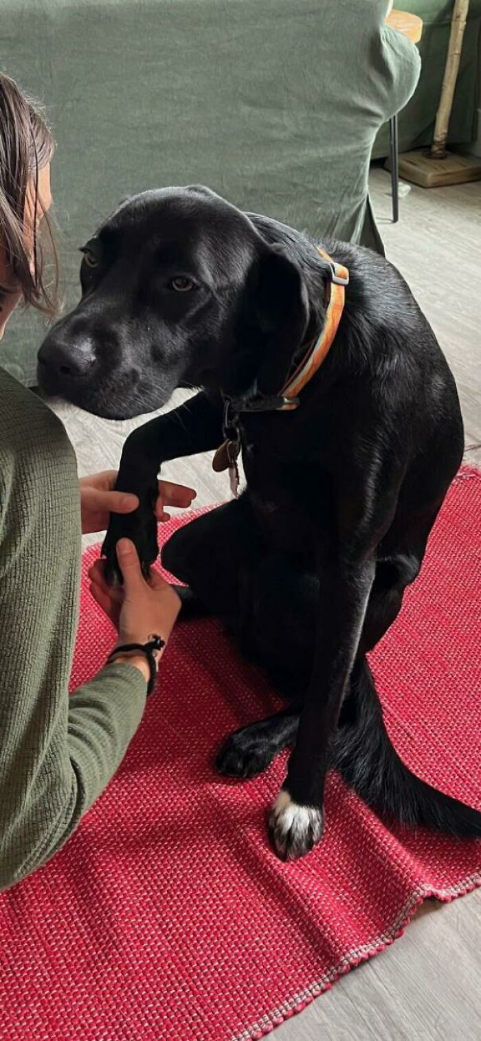 My Dog Every Time I Put On Mushers Secret