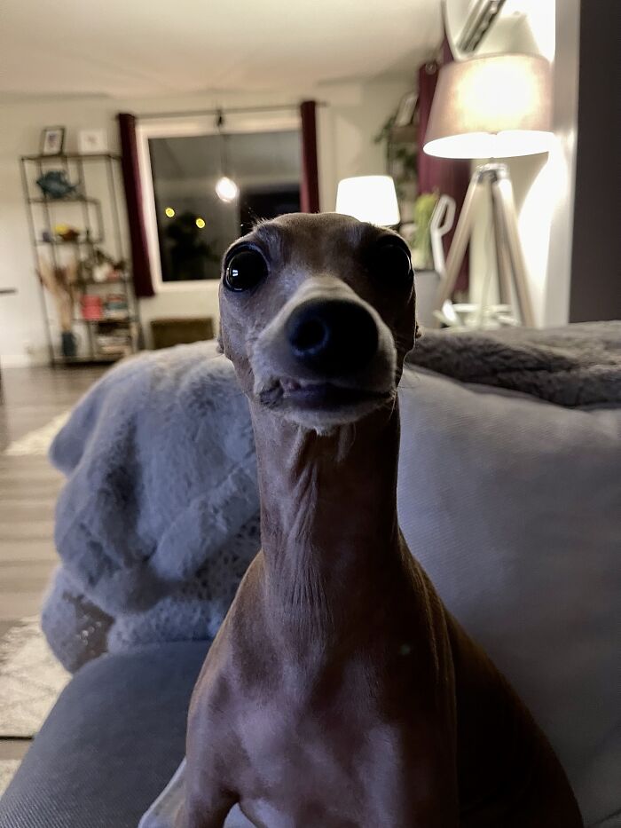 The Look My Dog Gives Me After She’s Done Licking Her Butt