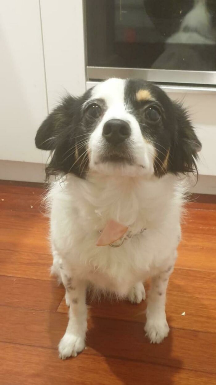 She Couldn't Find Where Her Ham Slice Went!