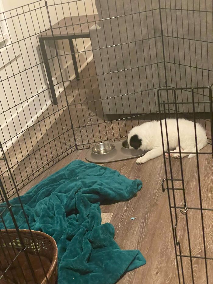 My Dog Fell Asleep Eating… He’s Had A Long Day At Work Lol