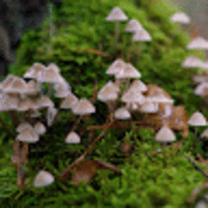 isabellgibson avatar