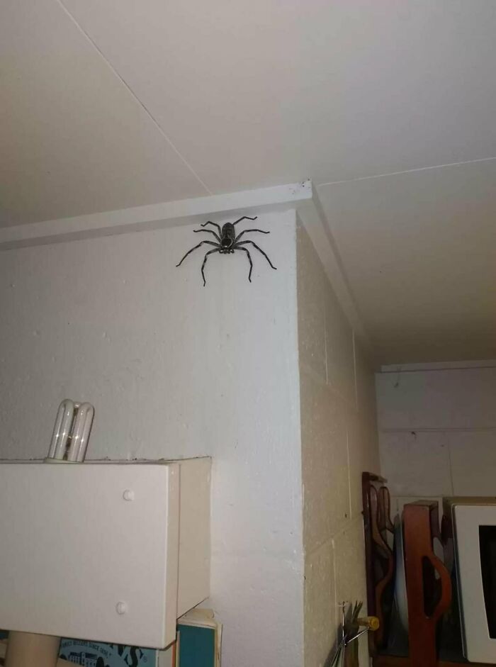 Unidad absoluta de una araña