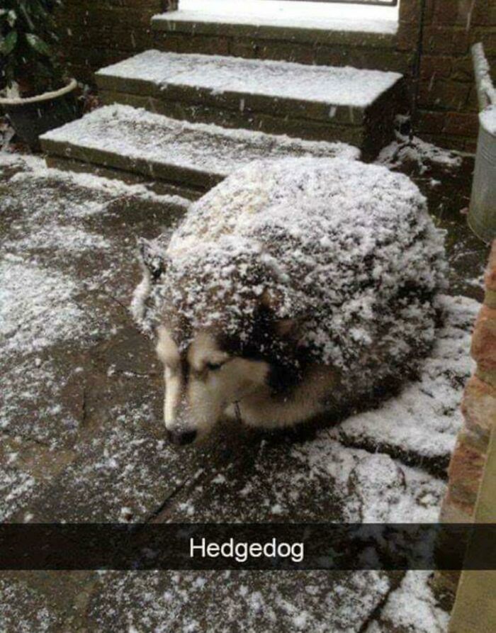 An Absolute Unit Of A Hedgehog!