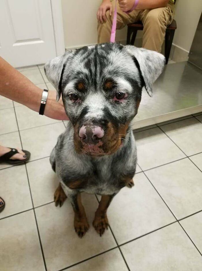 Este Rottweiler con vitíligo es hermoso