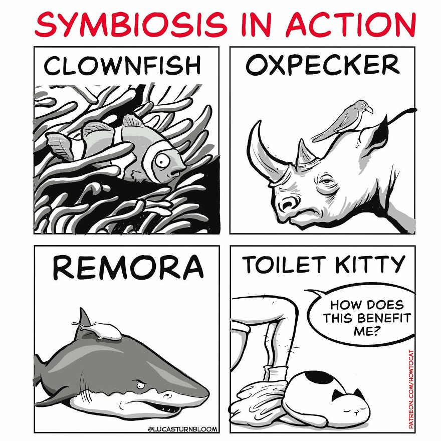 New Hilarious Comics Show What It’s Like To Live With A Cat