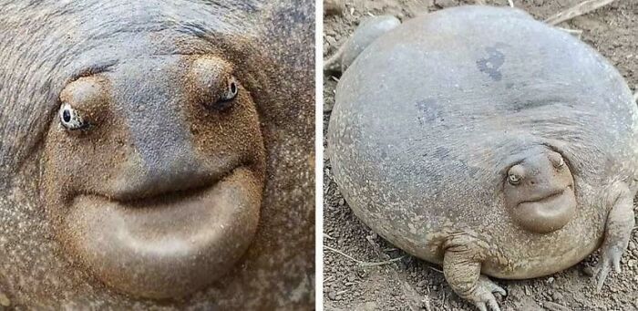 La rana de madriguera de cabeza roma, ¡una unidad absoluta!