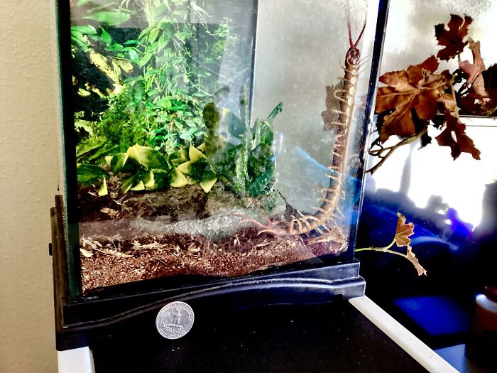 My Centipede. Her Name Is Ember Because Her Bites Have A Venom That Feels Like Fire Traveling Up Your Arm. Quarter For Scale