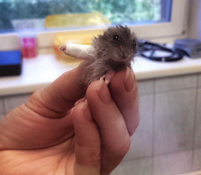 Se rompió una patita