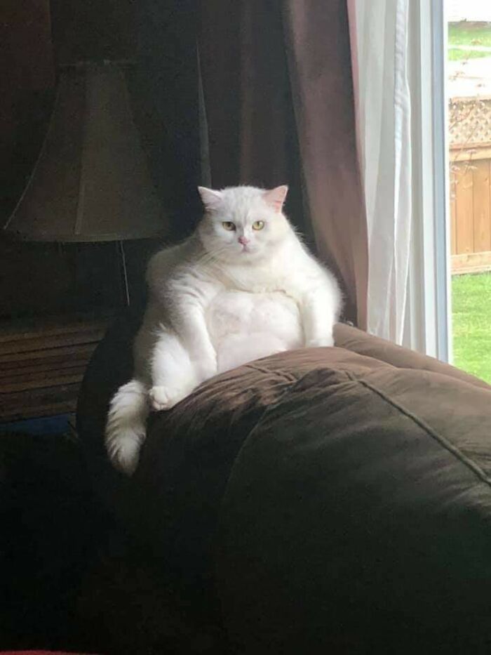 This Is My Cat Luna She Is 10 Years Old And The Most Photogenic Unit Ever, Meme Her If You Wish