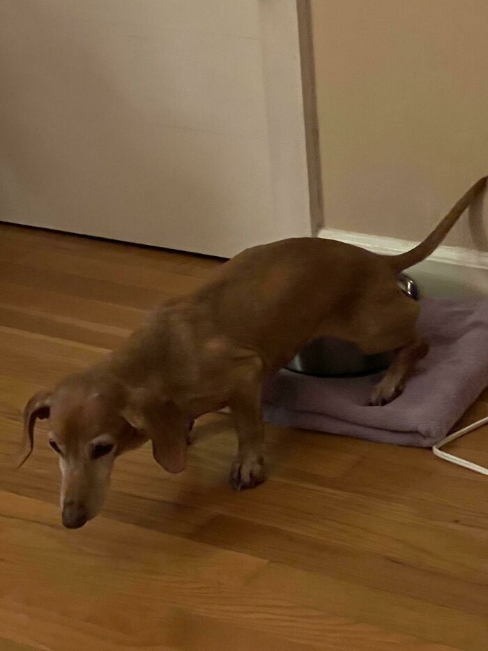 Was Wondering How The Dog's Water Bowl Kept Getting Refilled… Welp