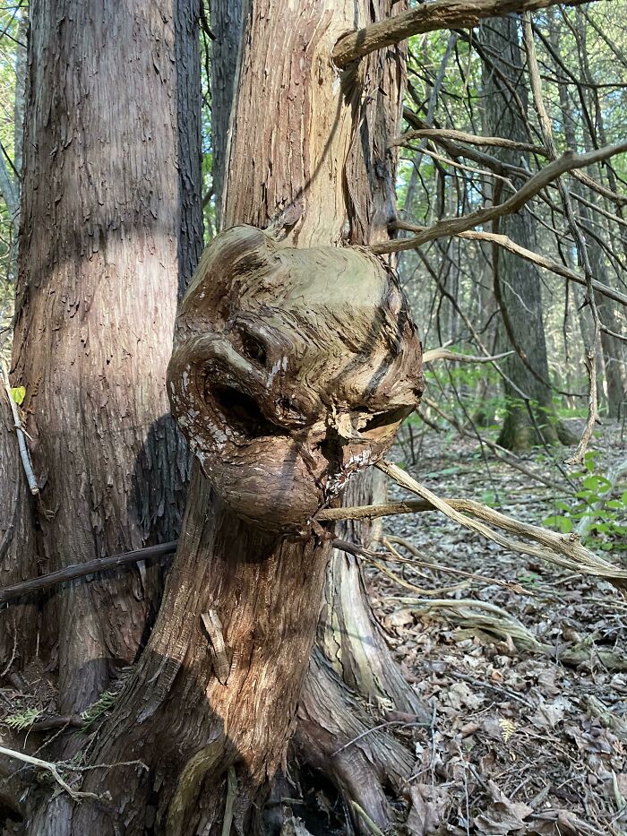 I Found A Creepy Face Looking Growth On A Tree In Upstate NY