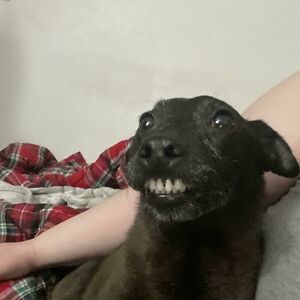 brianabibenson avatar