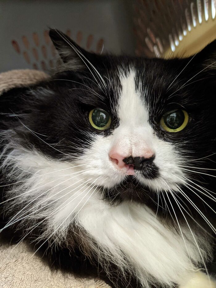 Un gato con dos narices que vino a la clínica donde trabajo