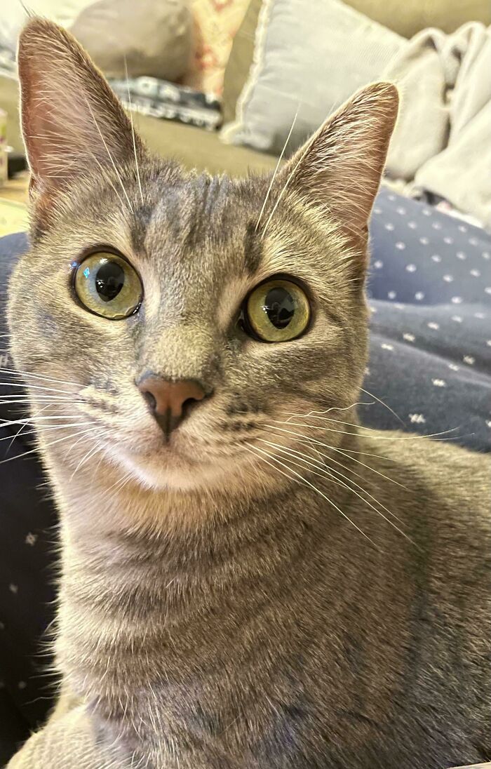 Mi gato tiene un pequeño bigote rizado