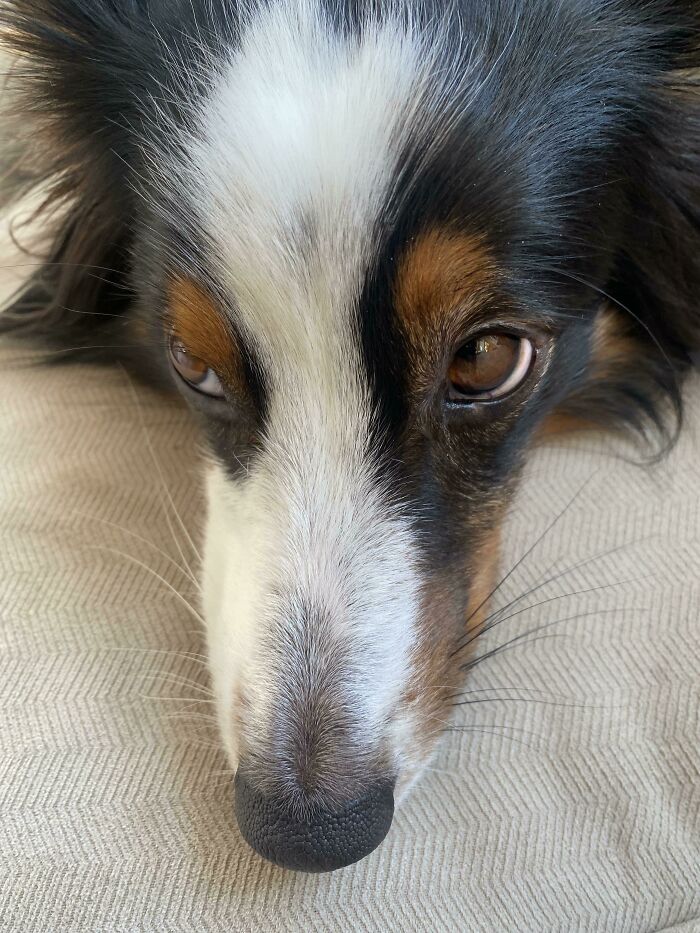 One Half Of My Dog’s Whiskers Are White And The Other Half Are Black