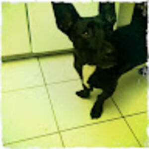 mochivonbarkenstein avatar