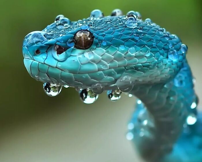 Trimeresurus Insularis, Víbora Venenosa De Indonesia