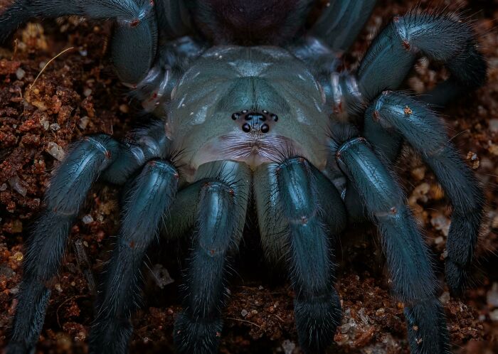 The Oldest Spider In The World At 43 Years. It Dates Back Roughly 180 Million Years. Obsidian Imaging