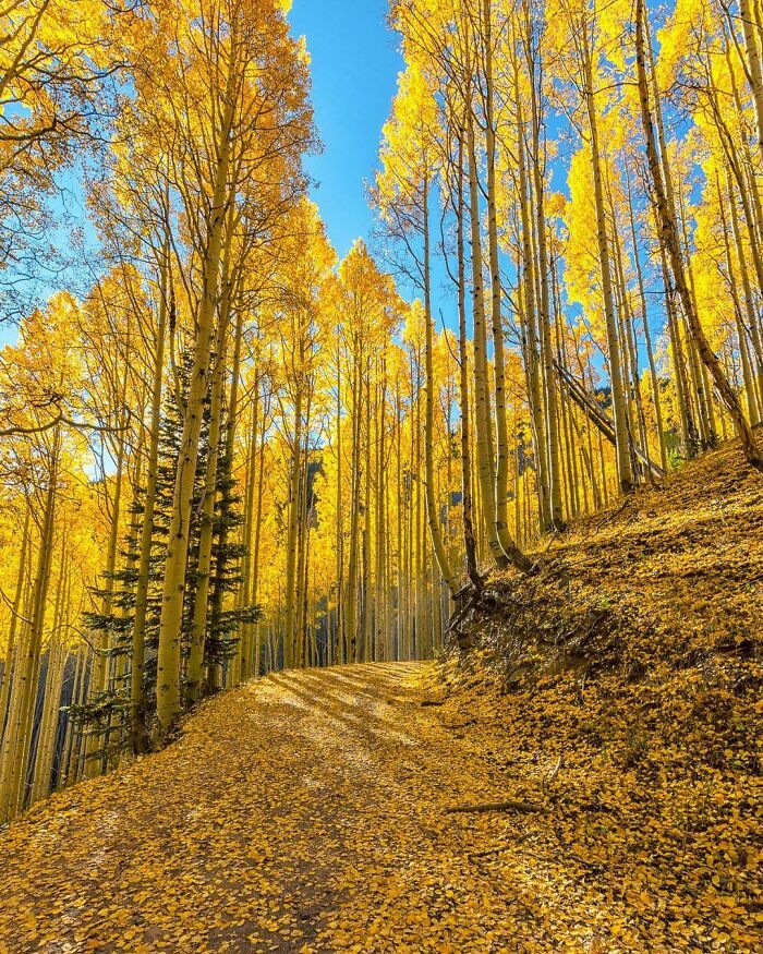 Inner Basin Trail, Flagstaff, Arizona, Us