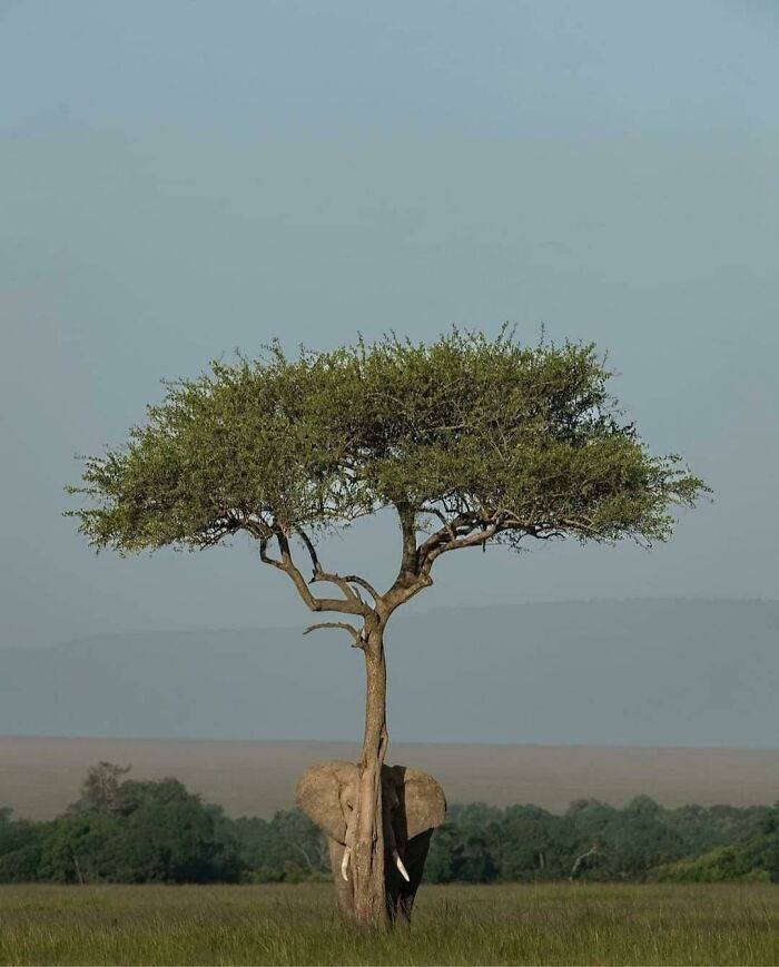 El animal que peor juega al escondite