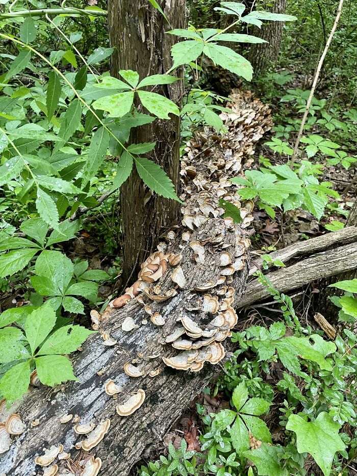 The Camouflage On This Copperhead Snake I Found In North Texas