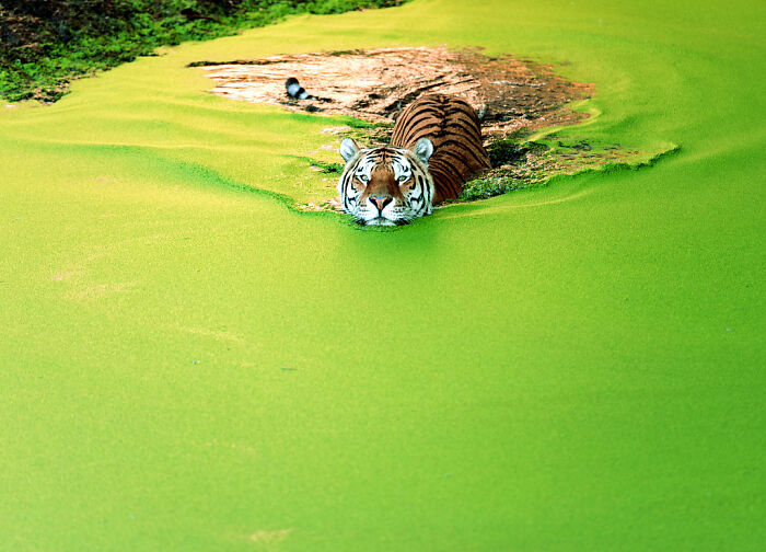 Tiger Cools Down