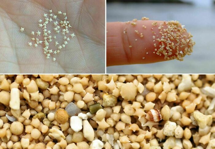 The Sand At Hoshizuna No Hama Beach In Okinawa Prefecture, Japan, Contains Millions Of Little Stars