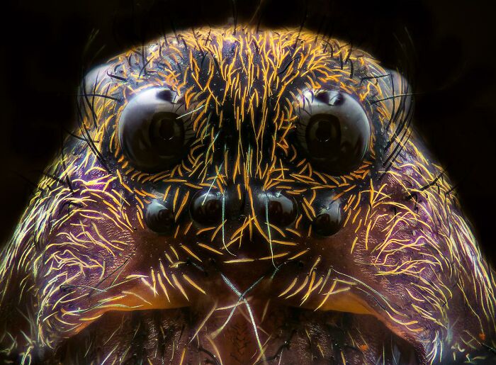 Macrophotography Of A Wolf Spider. A Family Of Lycosidae Spiders