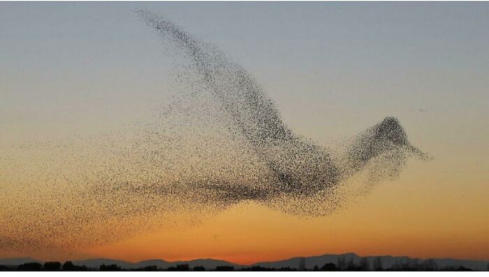 Photographer Captures One In A Million Photo, But Doesn’t Realize It Untill He Gets Home.. If You Look Closely At This Photo.. Underneath The Bird’s Head There Is A Woman’s Head