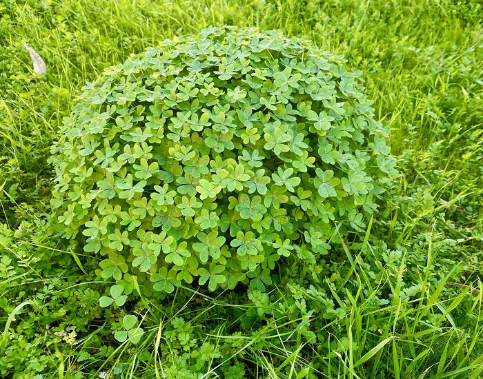 Clover Ball At Work