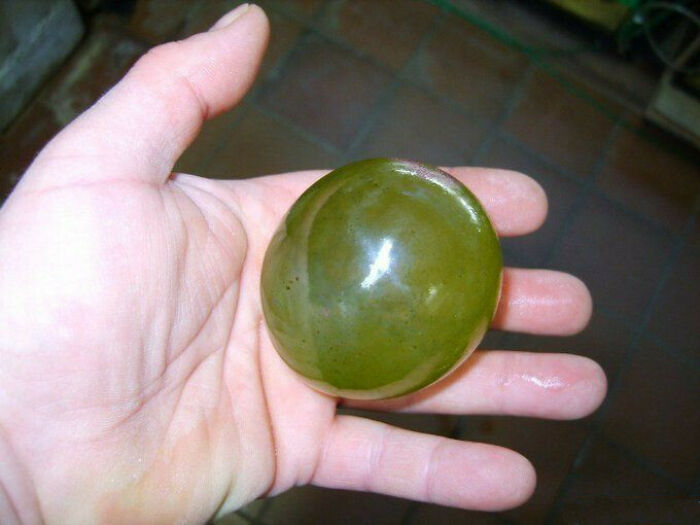 Sailor's Eyeballs [valonia Ventricosa] One Of The Largest Known Single Celled Organism In The World