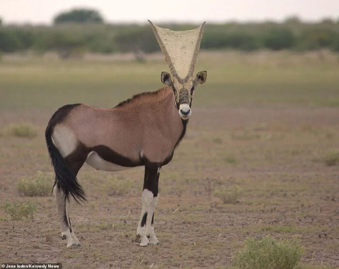 Simbiosis entre una araña y un orix