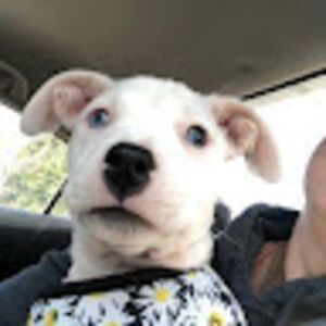 melaniewilson_2 avatar