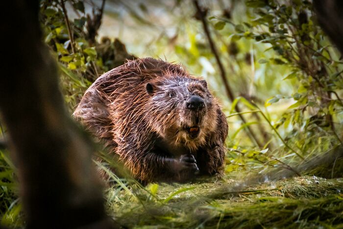 A Cute Little Beaver At The River Bank