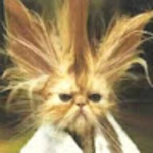 whiskey1bravo avatar