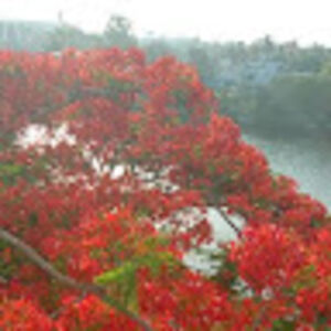 sougatamukherjee avatar