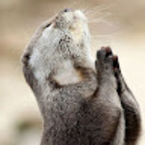 heartofthecards avatar