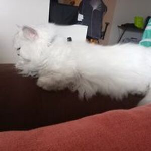 mysticaldragon4 avatar