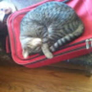 amyfrothingham avatar